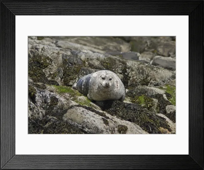 Framed Print : Seal on rocks, United Kingdom, Europe Framed Print : Seal on rocks, United Kingdom, Europe