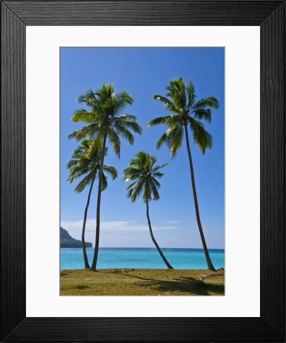 Framed Print : Palm trees, Port Orly, Island of Espiritu Santo, Vanuatu, South Pacific, Pacific Framed Print : Palm trees, Port Orly, Island of Espiritu Santo, Vanuatu, South Pacific, Pacific