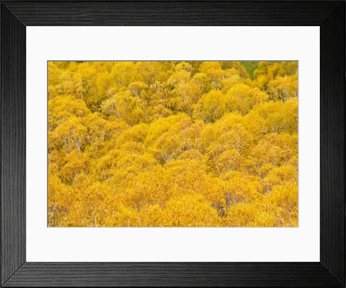 Framed Print : Orange autumn trees on the Lewis Pass, Canterbury Region, South Island, New Zealand, Pacific Framed Print : Orange autumn trees on the Lewis Pass, Canterbury Region, South Island, New Zealand, Pacific