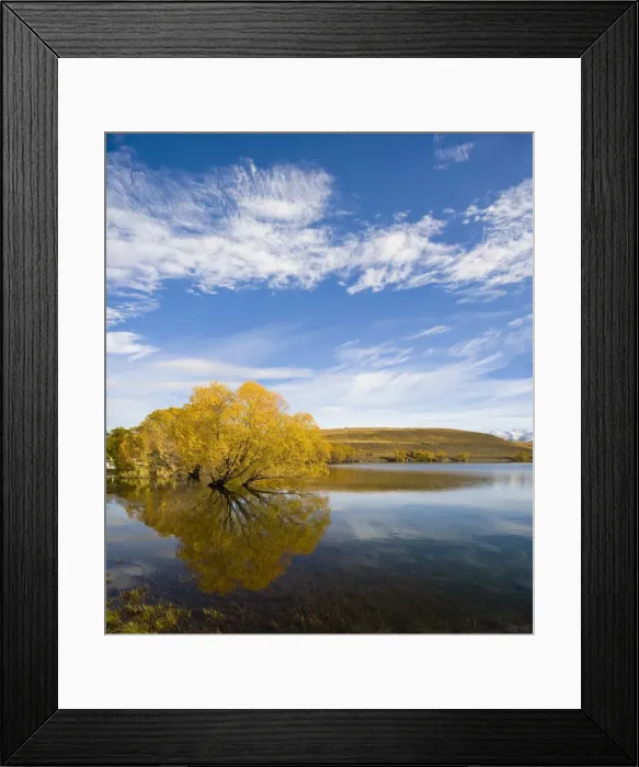 Framed Print : Golden autumn tree reflection in still morning water, Lake Alexandrina, Southern Lakes, Otago Region, South Island, New Zealand, Pacific