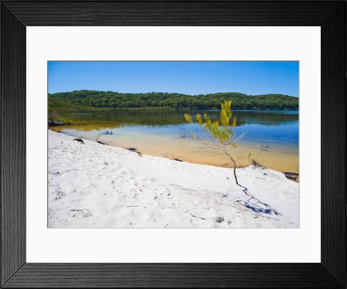 Framed Print : White sandy beach at Lake McKenzie, Fraser Island, UNESCO World Heritage Site, Queensland, Australia, Pacific