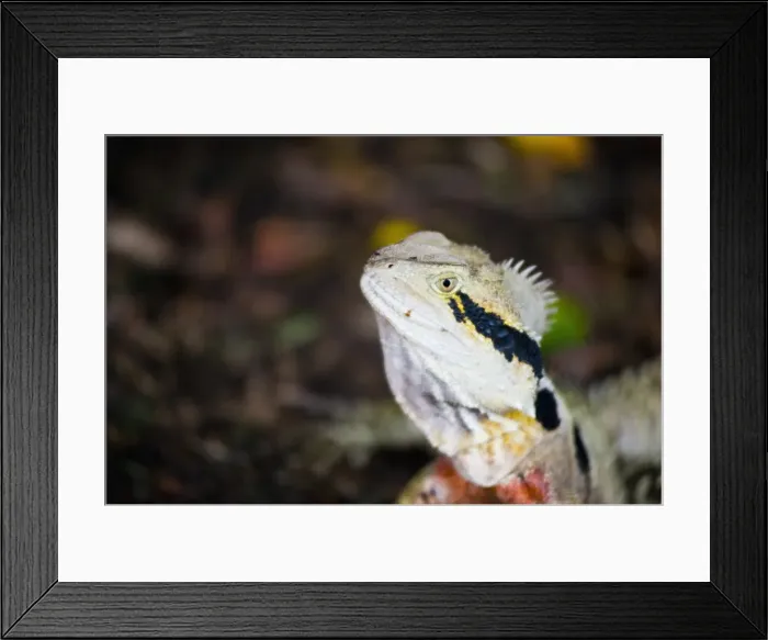 Framed Print : Australian eastern water dragon (Physignathus lesueurii) in Brisbane Botanical Gardens, Queensland, Australia, Pacific Framed Print : Australian eastern water dragon (Physignathus lesueurii) in Brisbane Botanical Gardens, Queensland, Australia, Pacific