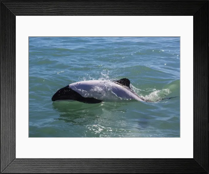 Framed Print : Adult Commersons dolphin (Cephalorhynchus commersonii), Rio Deseado, Puerto Deseado, Santa Cruz, Patagonia, Argentina, South America Framed Print : Adult Commersons dolphin (Cephalorhynchus commersonii), Rio Deseado, Puerto Deseado, Santa Cruz, Patagonia, Argentina, South America