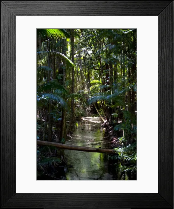 Framed Print : Tropical trees on Fraser Island, UNESCO World Heritage Site, Queensland, Australia, Pacific Framed Print : Tropical trees on Fraser Island, UNESCO World Heritage Site, Queensland, Australia, Pacific