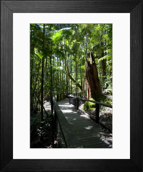 Framed Print : Tropical trees on Fraser Island, UNESCO World Heritage Site, Queensland, Australia, Pacific