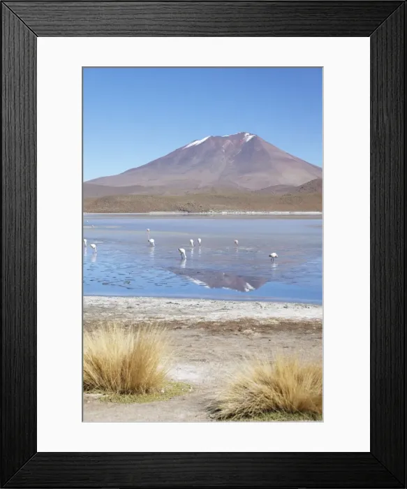 Framed Print : Flamingoes at Laguna Adeyonda on Altiplano, Potosi Department, Bolivia, South America Framed Print : Flamingoes at Laguna Adeyonda on Altiplano, Potosi Department, Bolivia, South America