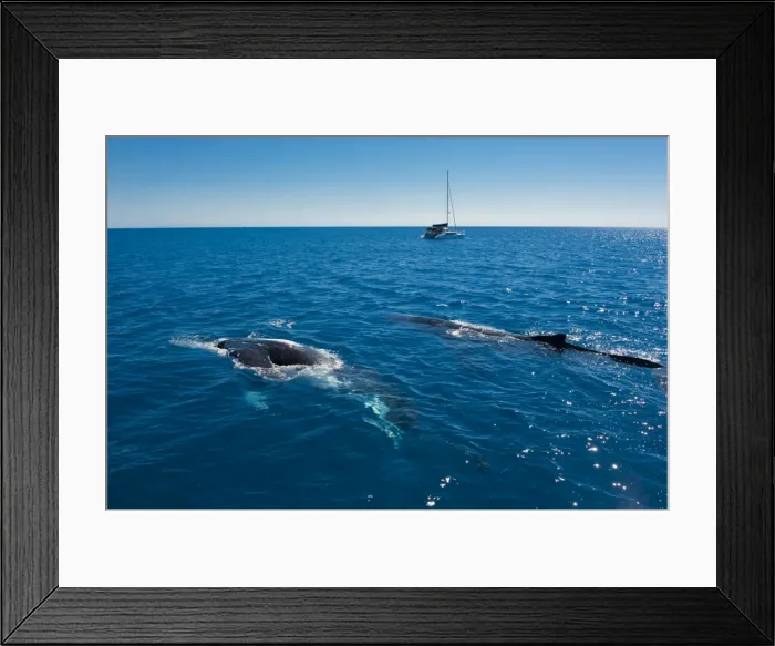 Framed Print : Humpback whale (Megaptera novaeangliae) watching in Harvey Bay, Queensland, Australia, Pacific Framed Print : Humpback whale (Megaptera novaeangliae) watching in Harvey Bay, Queensland, Australia, Pacific