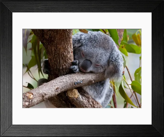 Framed Print : Koala (Phascolarctos cinereus) in the Townsville sanctuary, Queensland, Australia, Pacific Framed Print : Koala (Phascolarctos cinereus) in the Townsville sanctuary, Queensland, Australia, Pacific