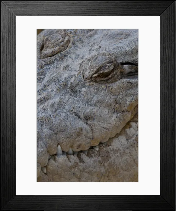 Framed Print : Saltwater crocodile (Crocodylus porosus), Queensland, Australia, Pacific Framed Print : Saltwater crocodile (Crocodylus porosus), Queensland, Australia, Pacific