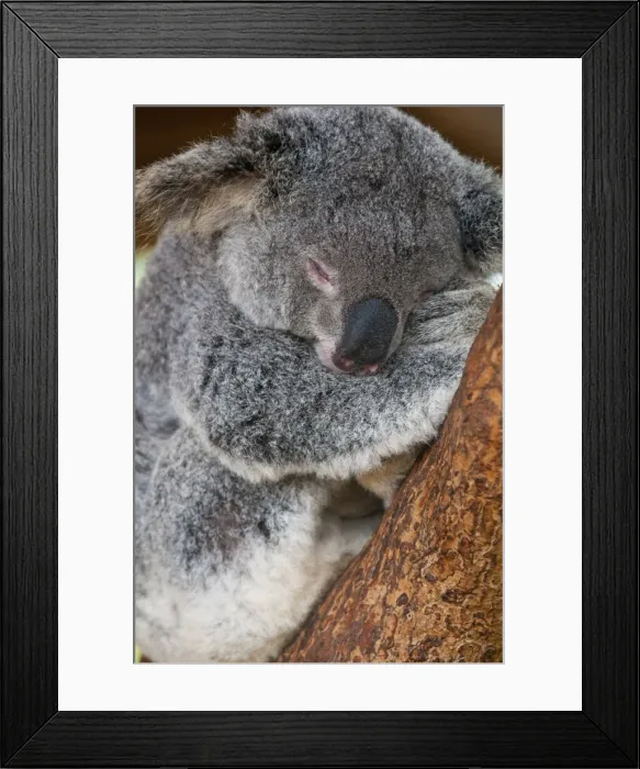 Framed Print : Koala (Phascolarctos cinereus) in the Townsville sanctuary, Queensland, Australia, Pacific Framed Print : Koala (Phascolarctos cinereus) in the Townsville sanctuary, Queensland, Australia, Pacific
