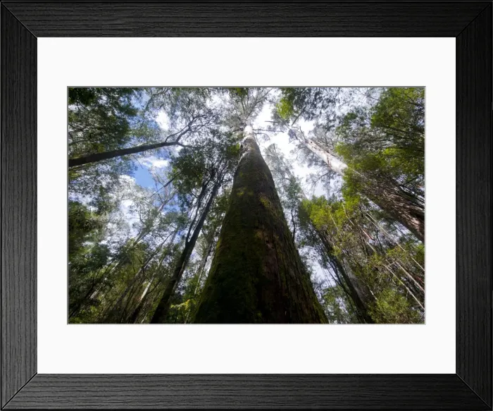 Framed Print : Pandani Grove Nature Trail, Mount Field National Park, Tasmania, Australia, Pacific Framed Print : Pandani Grove Nature Trail, Mount Field National Park, Tasmania, Australia, Pacific