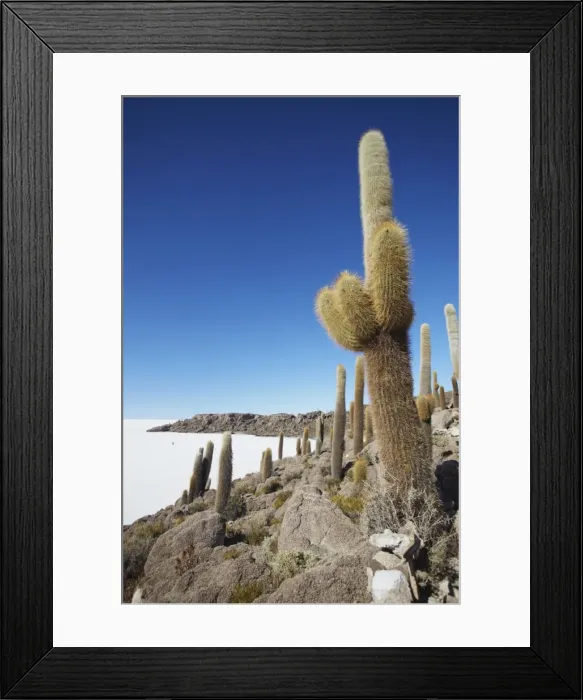 Framed Print : Isla del Pescado (Fish Island) on Salar de Uyuni (Salt Flats of Uyuni), Potosi Department, Bolivia, South America Framed Print : Isla del Pescado (Fish Island) on Salar de Uyuni (Salt Flats of Uyuni), Potosi Department, Bolivia, South America