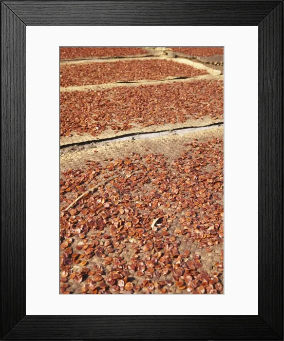 Framed Print : Betel nut drying in the sun, Kampong Cham, Cambodia, Indochina, Southeast Asia, Asia Framed Print : Betel nut drying in the sun, Kampong Cham, Cambodia, Indochina, Southeast Asia, Asia