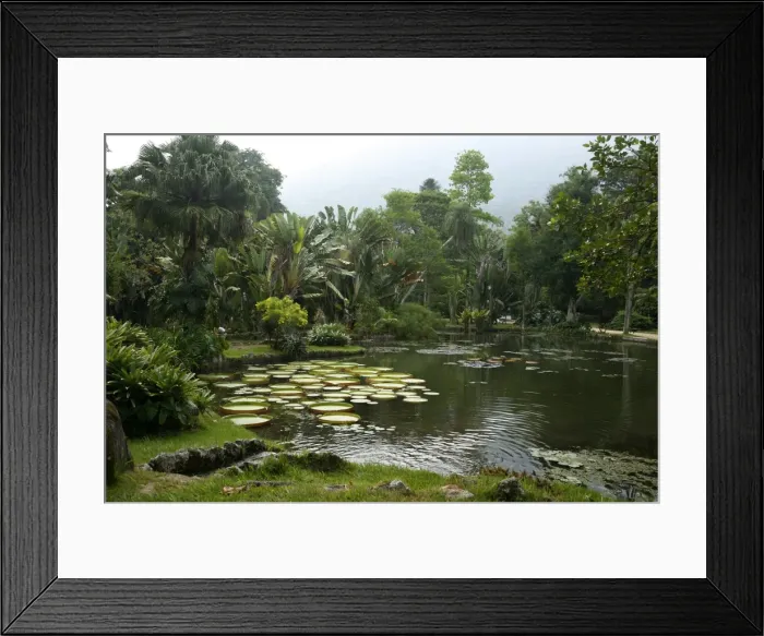 Framed Print : Jardim Botanico (Botanical Gardens), Rio de Janeiro, Brazil, South America Framed Print : Jardim Botanico (Botanical Gardens), Rio de Janeiro, Brazil, South America