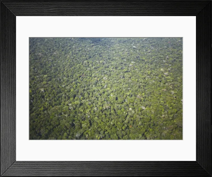 Framed Print : Aerial view of Amazon rainforest, Manaus, Amazonas, Brazil, South America Framed Print : Aerial view of Amazon rainforest, Manaus, Amazonas, Brazil, South America