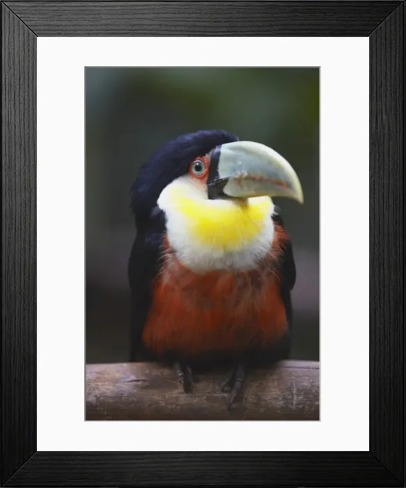 Framed Print : Red-breasted toucan at Parque das Aves (Bird Park), Iguacu, Parana, Brazil, South America Framed Print : Red-breasted toucan at Parque das Aves (Bird Park), Iguacu, Parana, Brazil, South America