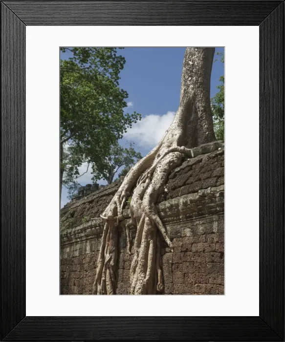 Framed Print : A sprawling root lays over a wall, Tah Prohm, Angkor, UNESCO World Heritage Site, Cambodia, Indochina, Southeast Asia, Asia Framed Print : A sprawling root lays over a wall, Tah Prohm, Angkor, UNESCO World Heritage Site, Cambodia, Indochina, Southeast Asia, Asia