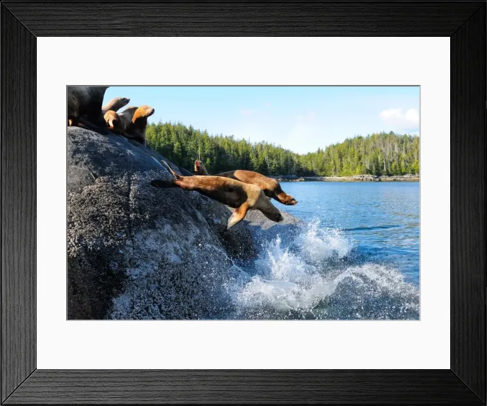 Framed Print : Stellar sea lions, Canada, North America Framed Print : Stellar sea lions, Canada, North America