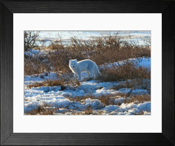 Framed Print : Arctic fox on ice, Wapusk National Park, Manitoba, Canada, North America Framed Print : Arctic fox on ice, Wapusk National Park, Manitoba, Canada, North America