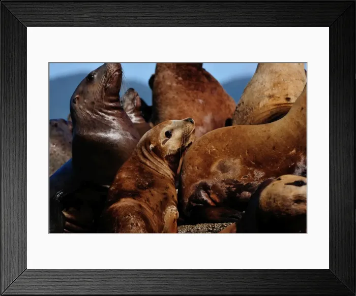 Framed Print : Sea lions in the Great Bear Rainforest, British Columbia, Canada, North America Framed Print : Sea lions in the Great Bear Rainforest, British Columbia, Canada, North America