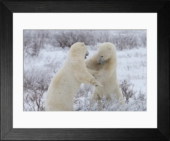 Framed Print : Polar bears sparring, Wapusk National Park, Manitoba, Canada, North America Framed Print : Polar bears sparring, Wapusk National Park, Manitoba, Canada, North America