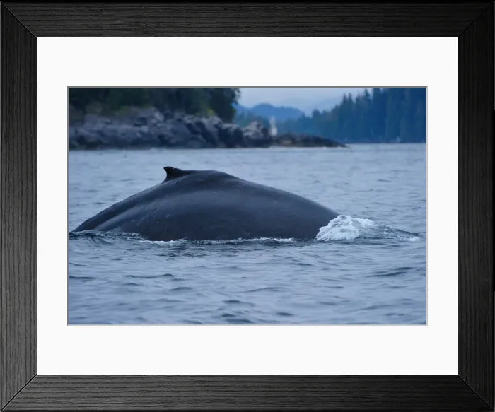 Framed Print : Humpback whale dives in the Pacific, Great Bear Rainforest, British Columbia, Canada, North America Framed Print : Humpback whale dives in the Pacific, Great Bear Rainforest, British Columbia, Canada, North America