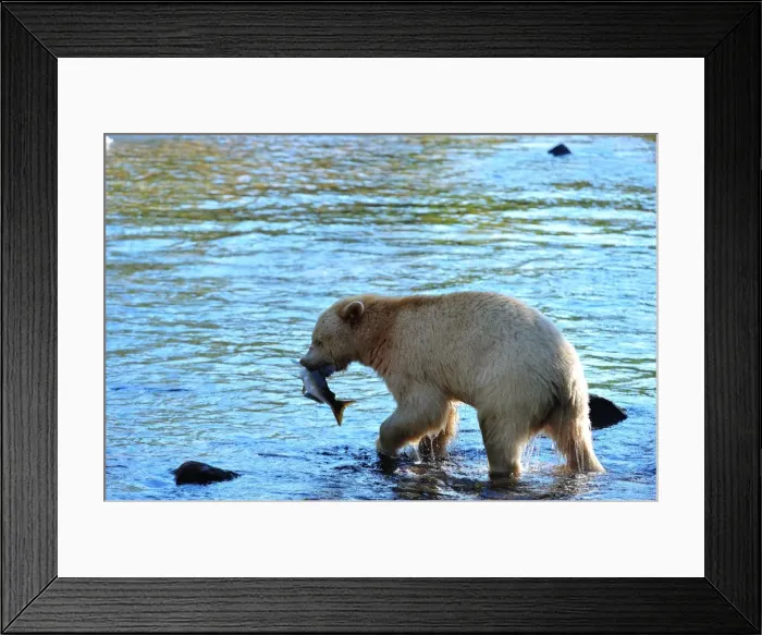 Framed Print : Spirit bear (Kermode bear) with salmon catch, Great Bear Rainforest, British Columbia, Canada, North America