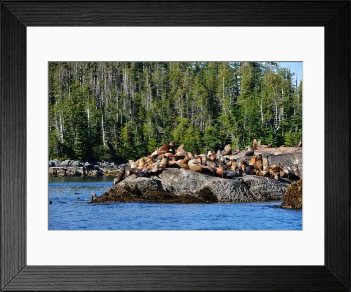 Framed Print : Sea lions in Great Bear Rainforest, British Columbia, Canada, North America Framed Print : Sea lions in Great Bear Rainforest, British Columbia, Canada, North America
