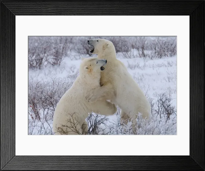 Framed Print : Polar bears sparring, Churchill, Hudson Bay, Manitoba, Canada, North America Framed Print : Polar bears sparring, Churchill, Hudson Bay, Manitoba, Canada, North America