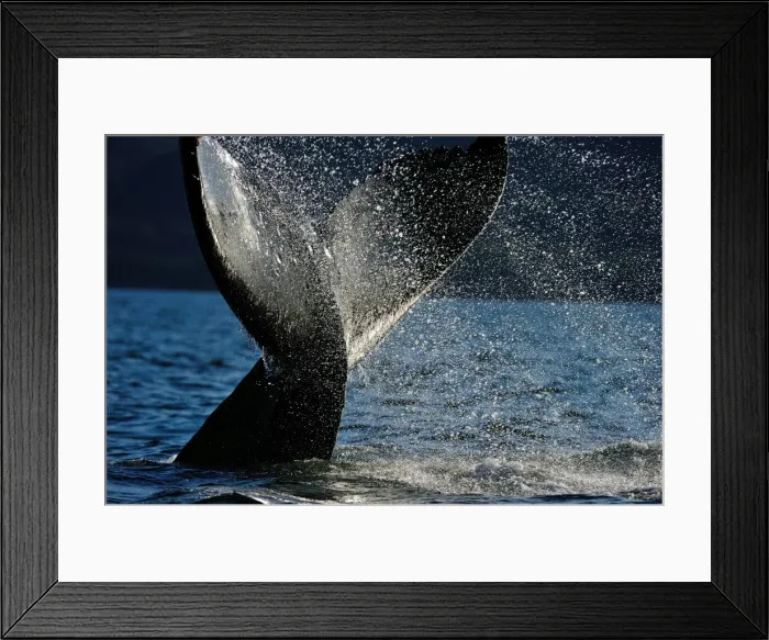 Framed Print : Humpback whale tail, Great Bear Rainforest, British Columbia, Canada, North America Framed Print : Humpback whale tail, Great Bear Rainforest, British Columbia, Canada, North America