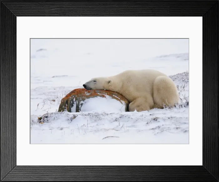 Framed Print : Polar bear resting, Churchill, Hudson Bay, Manitoba, Canada, North America Framed Print : Polar bear resting, Churchill, Hudson Bay, Manitoba, Canada, North America