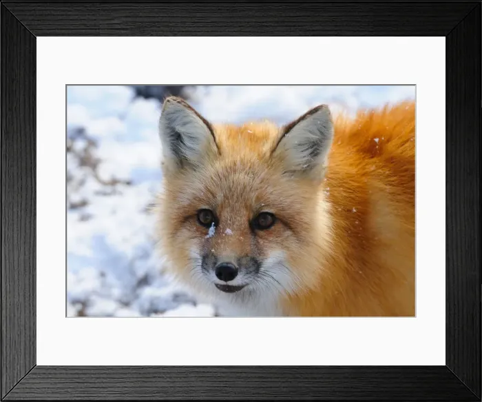 Framed Print : Red fox, Wapusk National Park, Manitoba, Canada, North America Framed Print : Red fox, Wapusk National Park, Manitoba, Canada, North America