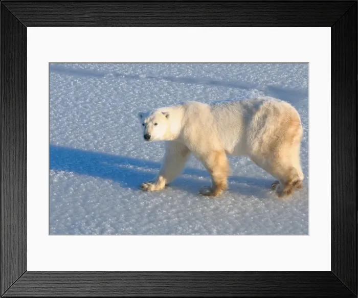 Framed Print : Polar bear on fresh snow, Wapusk National Park, Manitoba, Canada, North America Framed Print : Polar bear on fresh snow, Wapusk National Park, Manitoba, Canada, North America