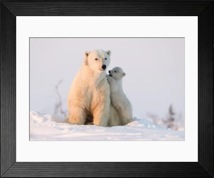 Framed Print : Polar bear (Ursus maritimus) and cub, Wapusk National Park, Churchill, Hudson Bay, Manitoba, Canada, North America Framed Print : Polar bear (Ursus maritimus) and cub, Wapusk National Park, Churchill, Hudson Bay, Manitoba, Canada, North America