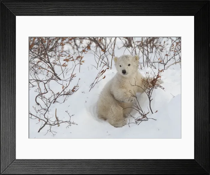 Framed Print : Polar bear cub (Ursus maritimus), Wapusk National Park, Churchill, Hudson Bay, Manitoba, Canada, North America Framed Print : Polar bear cub (Ursus maritimus), Wapusk National Park, Churchill, Hudson Bay, Manitoba, Canada, North America