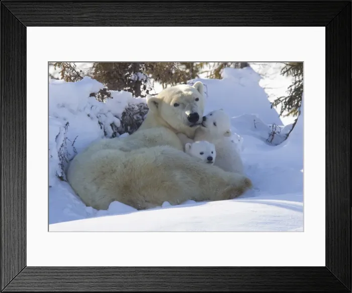 Framed Print : Polar bear (Ursus maritimus) and cubs, Wapusk National Park, Churchill, Hudson Bay, Manitoba, Canada, North America Framed Print : Polar bear (Ursus maritimus) and cubs, Wapusk National Park, Churchill, Hudson Bay, Manitoba, Canada, North America