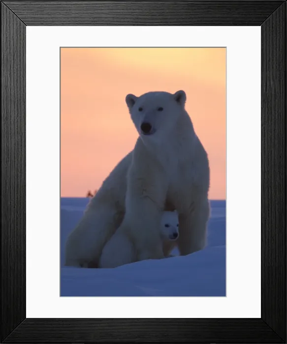 Framed Print : Polar bear (Ursus maritimus) and cub, Wapusk National Park, Churchill, Hudson Bay, Manitoba, Canada, North America Framed Print : Polar bear (Ursus maritimus) and cub, Wapusk National Park, Churchill, Hudson Bay, Manitoba, Canada, North America