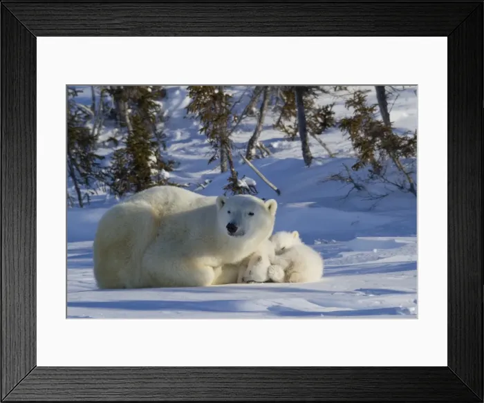 Framed Print : Polar bear (Ursus maritimus) and cubs, Wapusk National Park, Churchill, Hudson Bay, Manitoba, Canada, North America Framed Print : Polar bear (Ursus maritimus) and cubs, Wapusk National Park, Churchill, Hudson Bay, Manitoba, Canada, North America