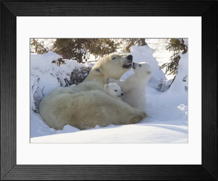 Framed Print : Polar bear (Ursus maritimus) and cubs, Wapusk National Park, Churchill, Hudson Bay, Manitoba, Canada, North America Framed Print : Polar bear (Ursus maritimus) and cubs, Wapusk National Park, Churchill, Hudson Bay, Manitoba, Canada, North America