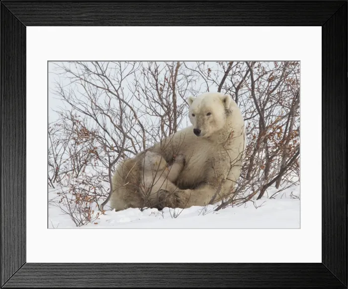 Framed Print : Polar bear nursing cub (Ursus maritimus), Wapusk National Park, Churchill, Hudson Bay, Manitoba, Canada, North America Framed Print : Polar bear nursing cub (Ursus maritimus), Wapusk National Park, Churchill, Hudson Bay, Manitoba, Canada, North America