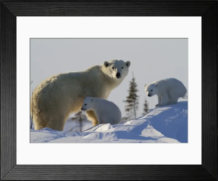 Framed Print : Polar bear (Ursus maritimus) and cubs, Wapusk National Park, Churchill, Hudson Bay, Manitoba, Canada, North America Framed Print : Polar bear (Ursus maritimus) and cubs, Wapusk National Park, Churchill, Hudson Bay, Manitoba, Canada, North America