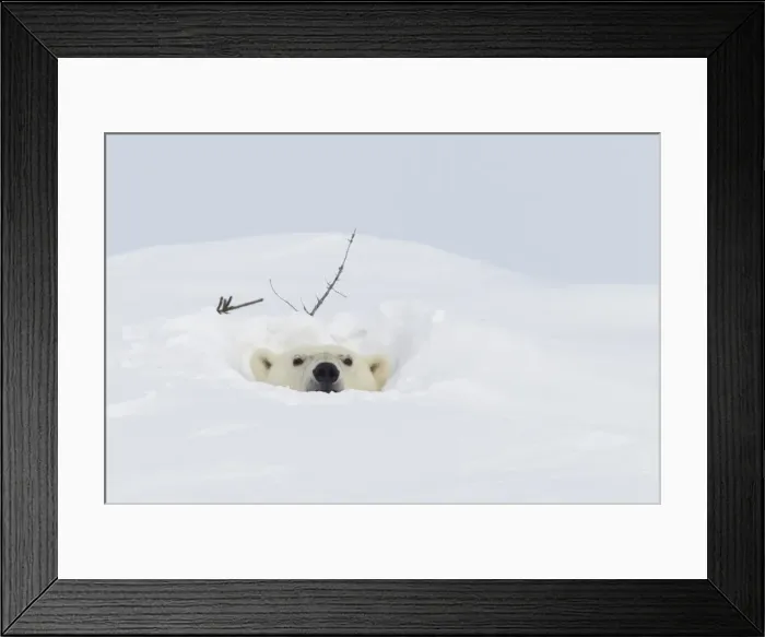 Framed Print : Polar bear (Ursus maritimus), Wapusk National Park, Churchill, Hudson Bay, Manitoba, Canada, North America Framed Print : Polar bear (Ursus maritimus), Wapusk National Park, Churchill, Hudson Bay, Manitoba, Canada, North America