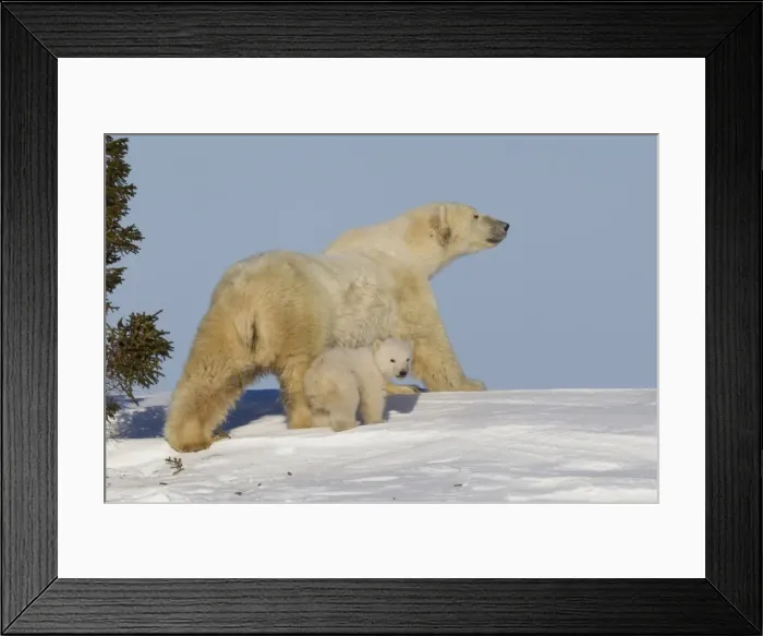 Framed Print : Polar bear (Ursus maritimus) and cub, Wapusk National Park, Churchill, Hudson Bay, Manitoba, Canada, North America Framed Print : Polar bear (Ursus maritimus) and cub, Wapusk National Park, Churchill, Hudson Bay, Manitoba, Canada, North America