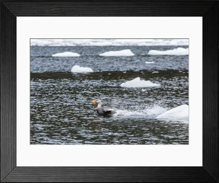 Framed Print : Adult female Magellanic flightless steamer-duck (Tachyeres pteneres), Wildlife Conservation Society Preserve of Karukinka, Strait of Magellan, Chile, South America Framed Print : Adult female Magellanic flightless steamer-duck (Tachyeres pteneres), Wildlife Conservation Society Preserve of Karukinka, Strait of Magellan, Chile, South America