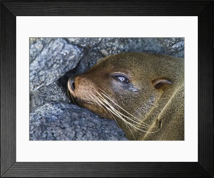 Framed Print : Galapagos fur seal (Arctocephalus galapagoensis), Puerto Egas, Santiago Island, Galapagos Islands, Ecuador, South America Framed Print : Galapagos fur seal (Arctocephalus galapagoensis), Puerto Egas, Santiago Island, Galapagos Islands, Ecuador, South America