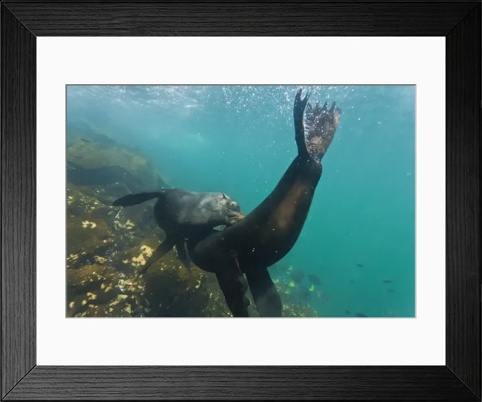 Framed Print : Galapagos fur seal (Arctocephalus galapagoensis) bulls mock-fighting underwater, Genovesa Island, Galapagos Islands, Ecuador, South America Framed Print : Galapagos fur seal (Arctocephalus galapagoensis) bulls mock-fighting underwater, Genovesa Island, Galapagos Islands, Ecuador, South America