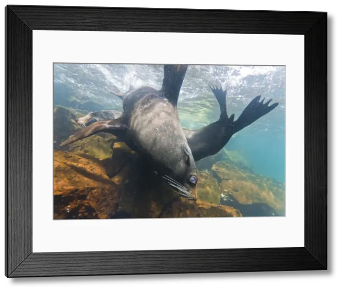 Framed Print : Galapagos fur seal (Arctocephalus galapagoensis) bulls mock-fighting underwater, Genovesa Island, Galapagos Islands, Ecuador, South America Framed Print : Galapagos fur seal (Arctocephalus galapagoensis) bulls mock-fighting underwater, Genovesa Island, Galapagos Islands, Ecuador, South America