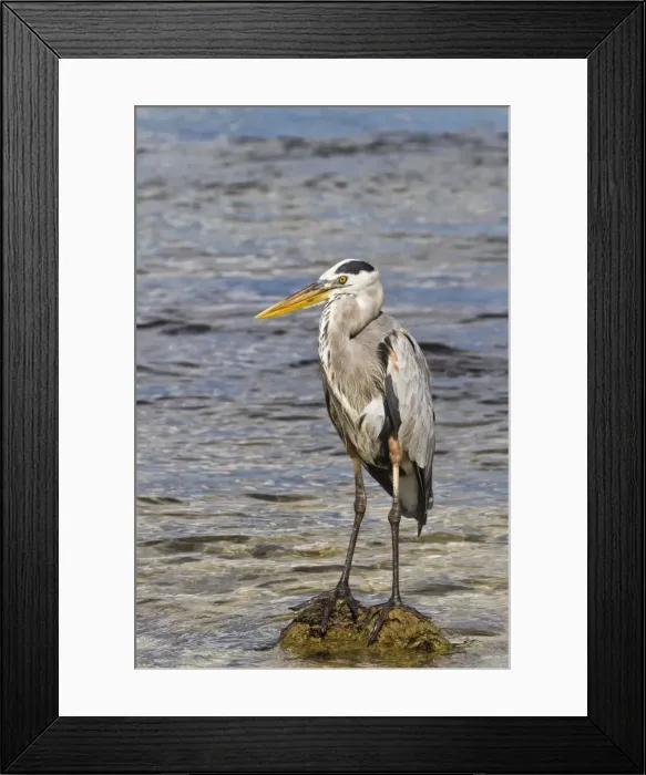 Framed Print : Adult great blue heron (Ardea herodias cognata), Cerro Dragon, Santa Cruz Island, Galapagos Islands, Ecuador, South America
