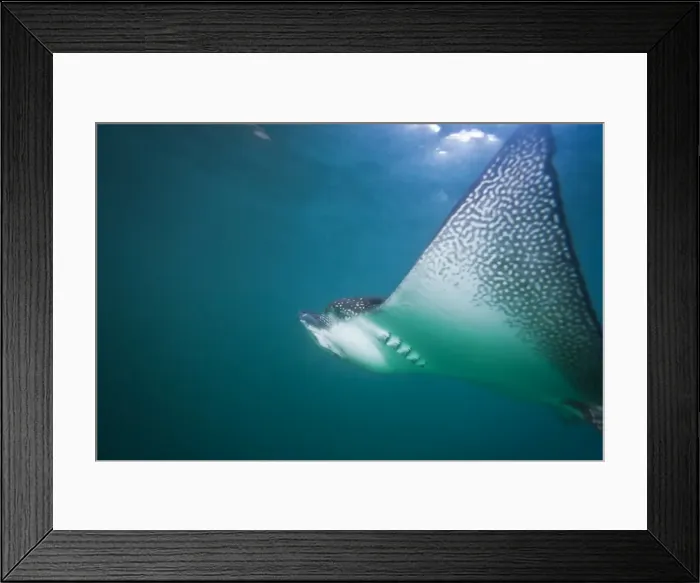 Framed Print : Spotted eagle ray (Aetobatus narinari) underwater, Leon Dormido Island, San Cristobal Island, Galapagos Islands, Ecuador, South America Framed Print : Spotted eagle ray (Aetobatus narinari) underwater, Leon Dormido Island, San Cristobal Island, Galapagos Islands, Ecuador, South America