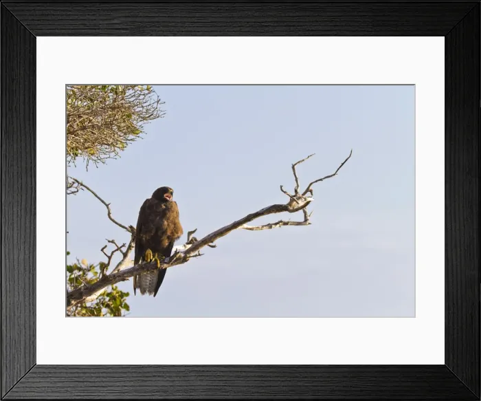 Framed Print : Galapagos hawk (Buteo galapagoensis), Espanola Island, Galapagos Islands, Ecuador, South America Framed Print : Galapagos hawk (Buteo galapagoensis), Espanola Island, Galapagos Islands, Ecuador, South America